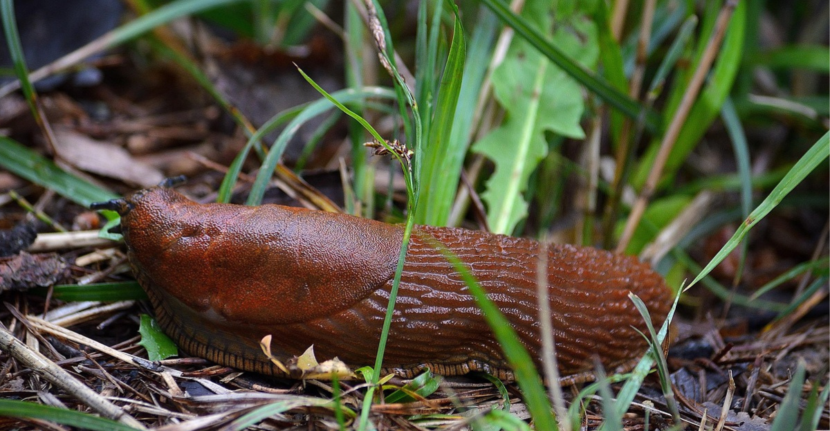 Close up of Slug